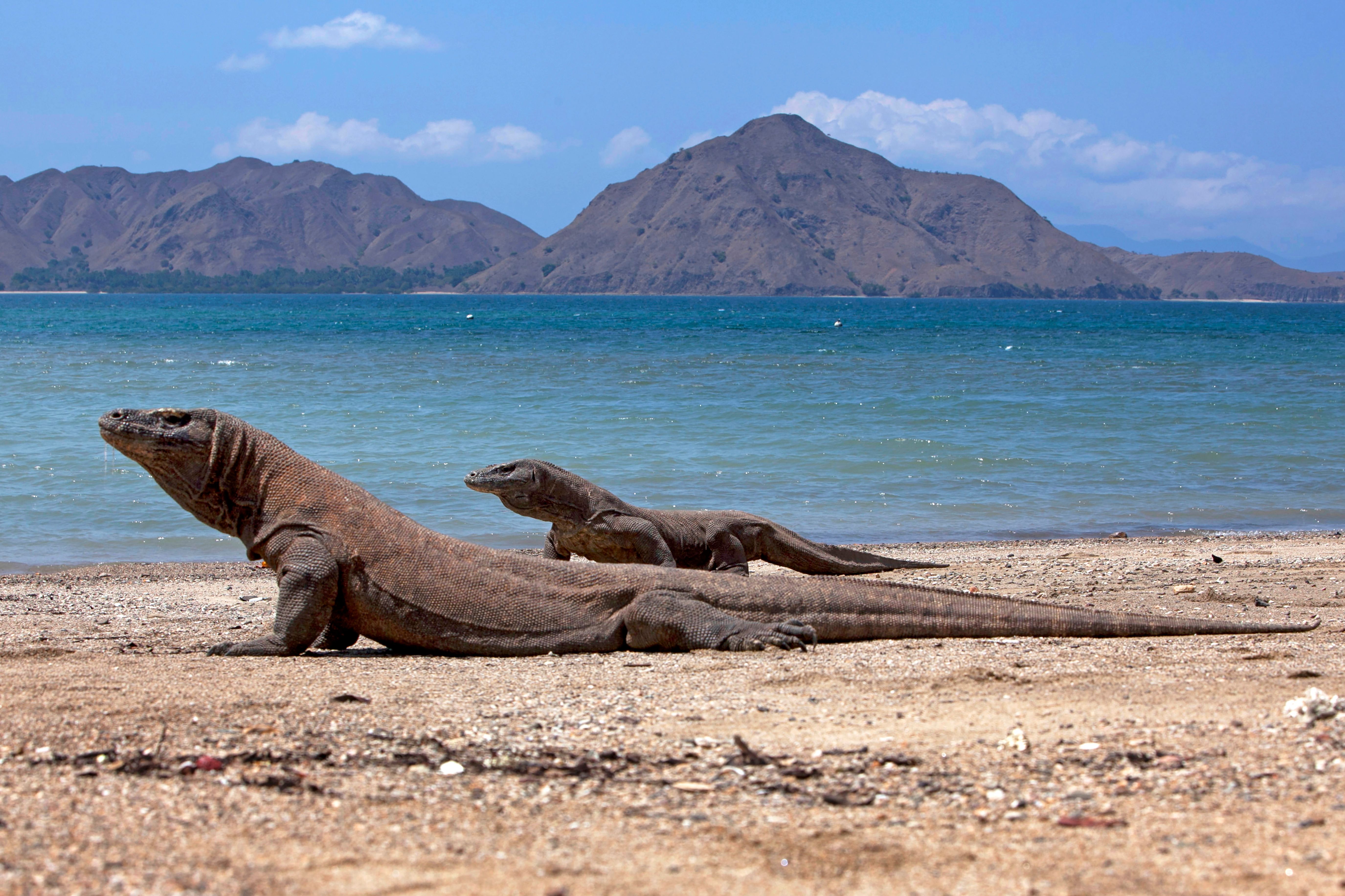 4D3N Lombok to Labuan Bajo Liveaboard - Luxury Phinisi Komodo Tour